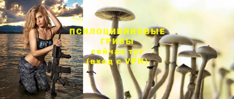 MEGA ССЫЛКА  Старая Купавна  Псилоцибиновые грибы Psilocybe 